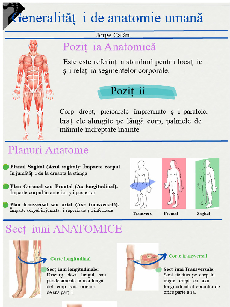 Poziție, Planuri, Secțiuni Și Termeni Anatomici Ai Mișcării | PDF