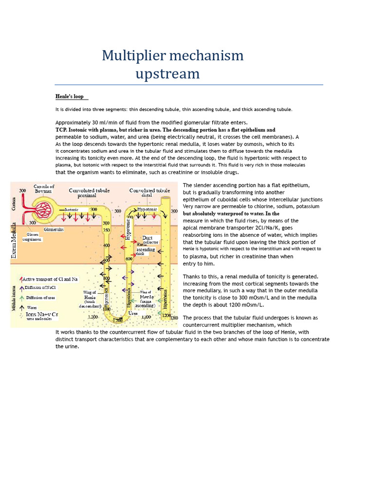 countercurrent multiplier mechanism | PDF | Kidney