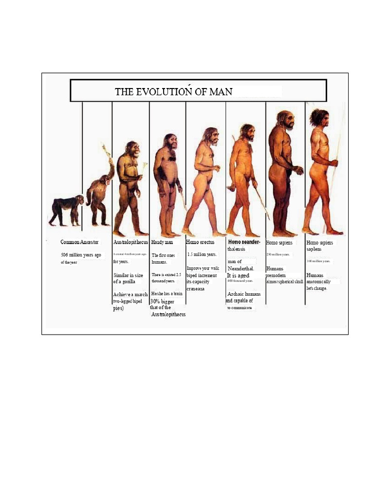 Human Evolution and Reproduction Overview | PDF | Nervous System ...