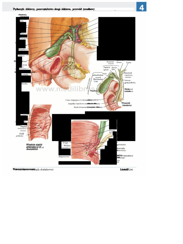 Atlas Anatomii Człowieka Netter 6ed Medilibros - Com 158 | PDF