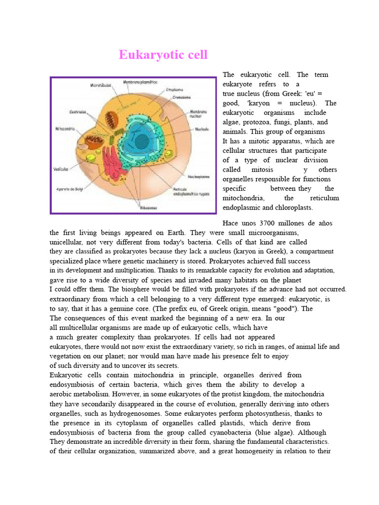 Understanding Eukaryotic Cells | PDF | Cell (Biology) | Eukaryotes