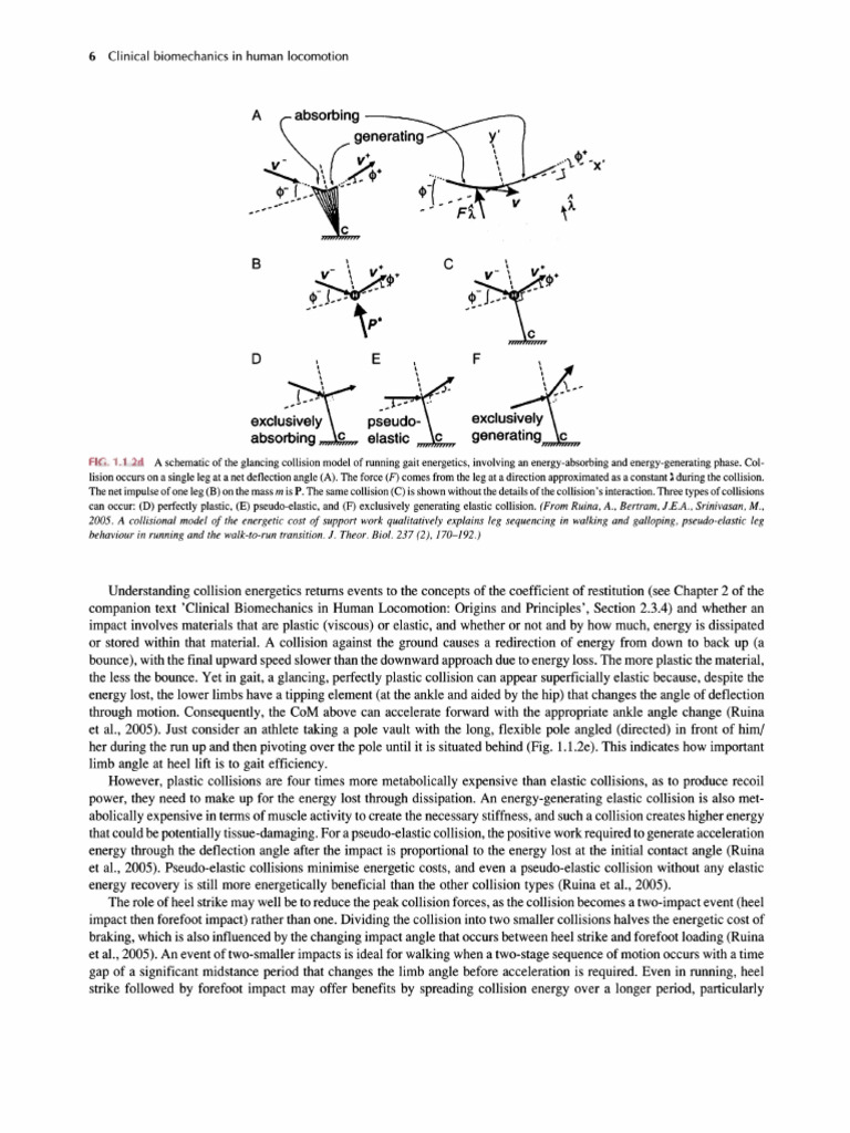 Biomechanics of Human Gait Collisions | PDF | Foot | Collision