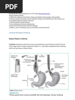 Download Fungsi lambung by Leon Silalahi SN97193442 doc pdf