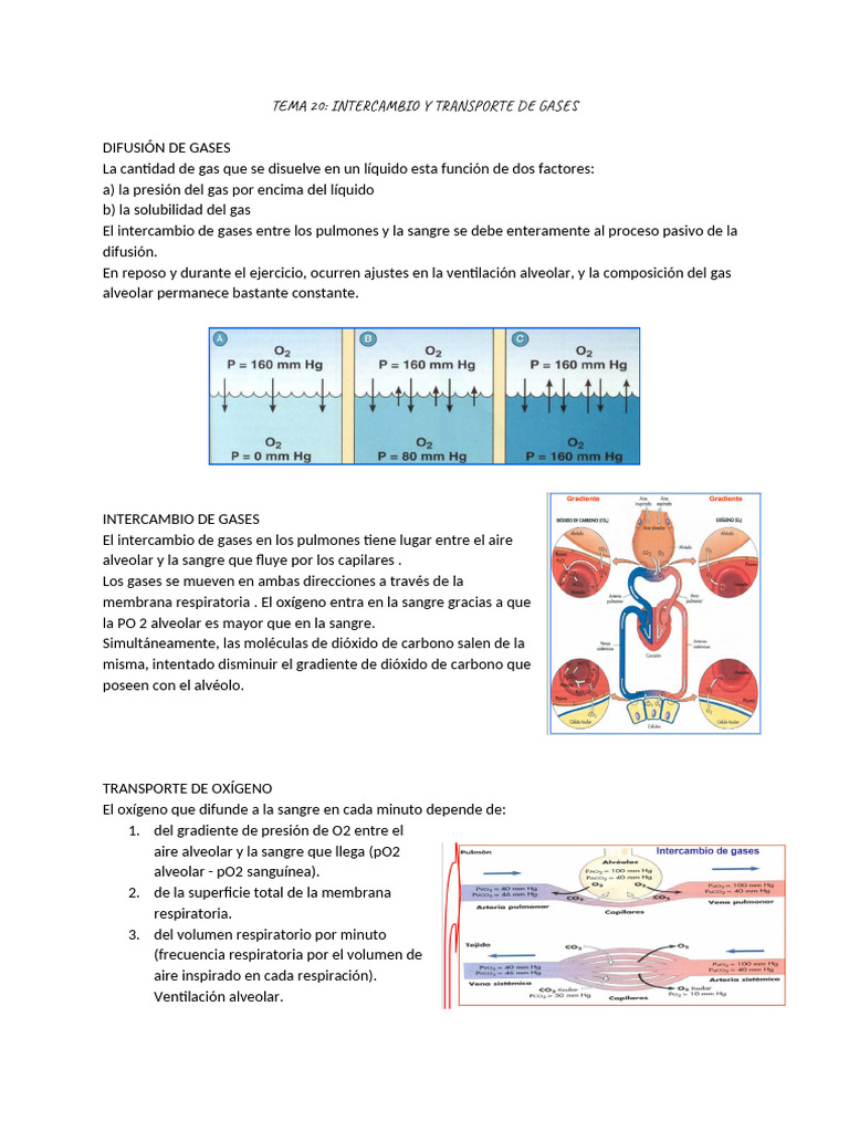 Tema 20_ Intercambio y Transporte de Gases | PDF | Sangre | Hemoglobina