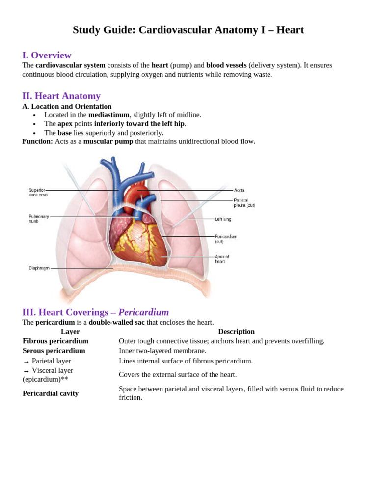 Heart Anatomy Study Guide | PDF | Heart Valve | Heart