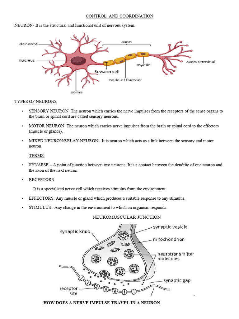 Control and Coordination Notes | PDF | Neuron | Stimulus (Physiology)