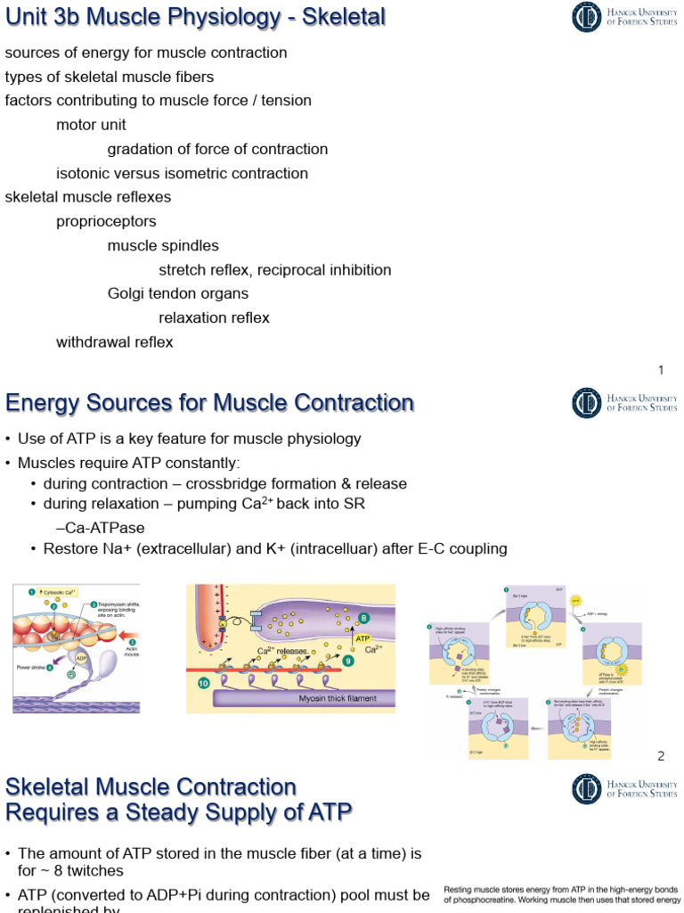 Muscle Physiology: Contraction & Fatigue | PDF | Skeletal Muscle ...