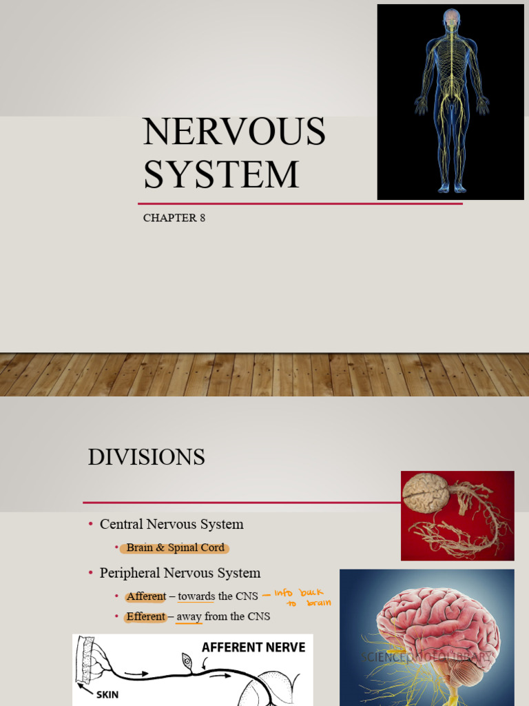 Chapter 8 Nervous System | PDF | Nervous System | Central Nervous System