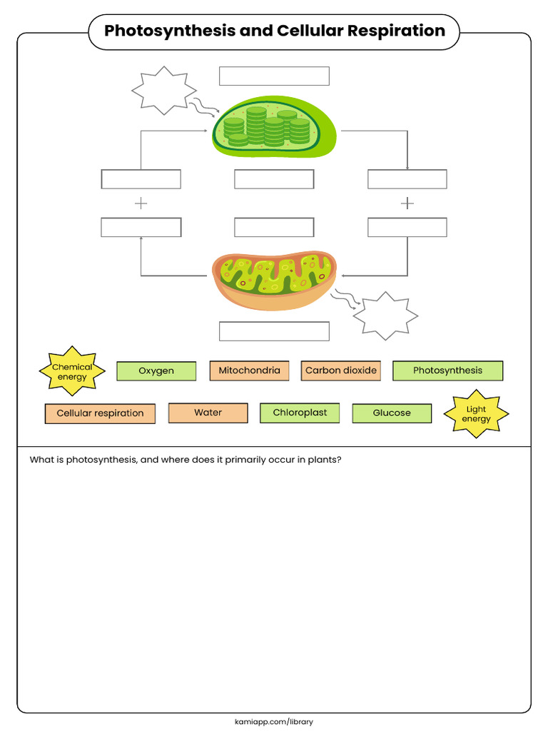 Photosynthesis and Cell Respiration | PDF