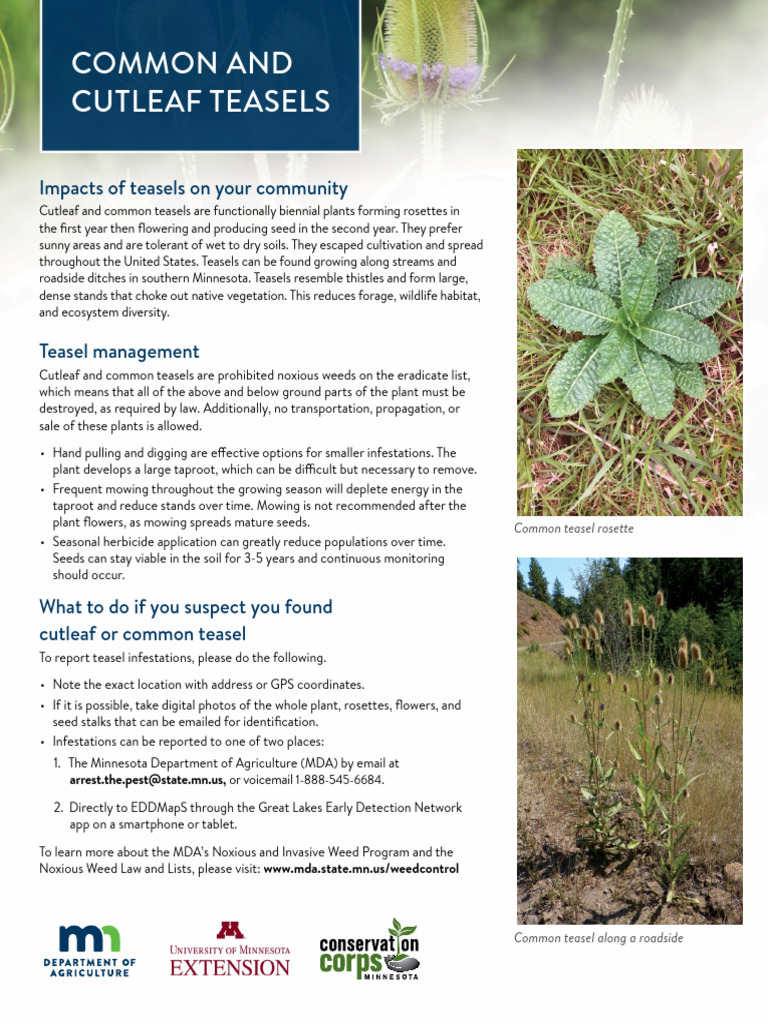Common and Cutleaf Teasel Notice 5 - 20 WEB | PDF | Botany | Plants