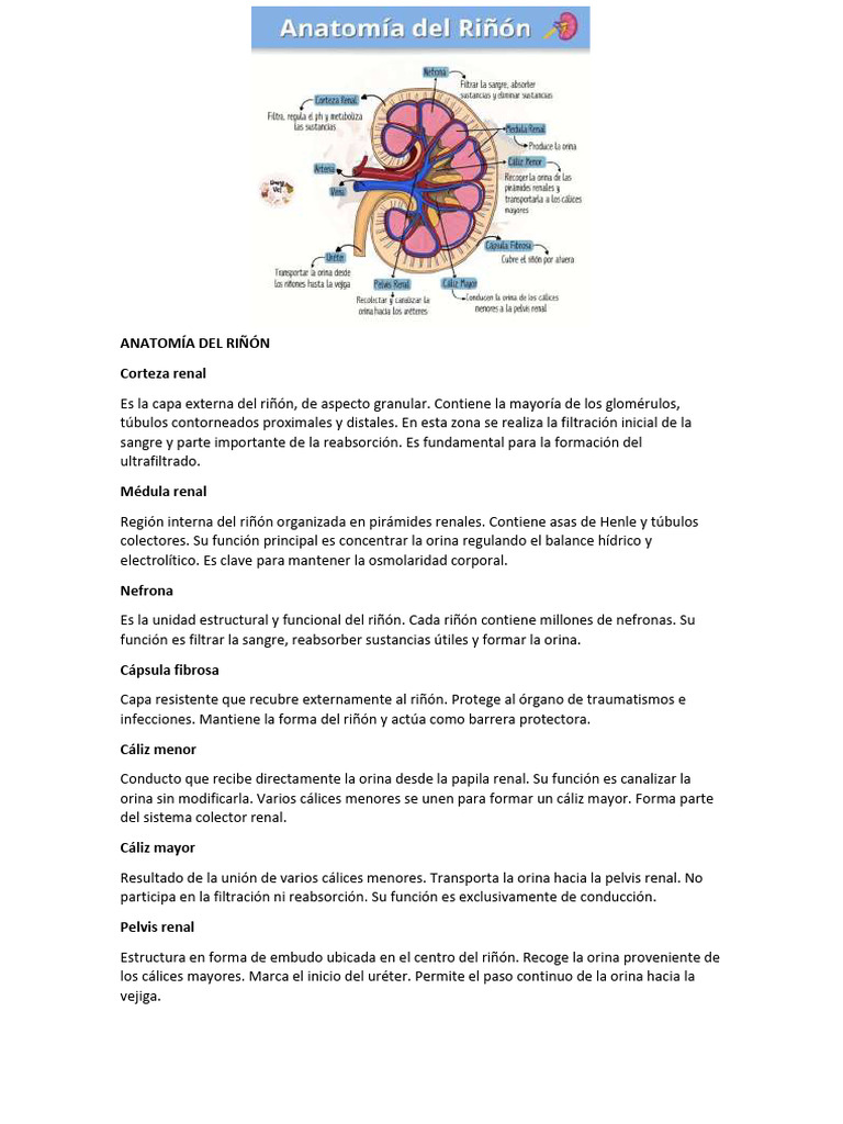 Anatomía y Funciones del Riñón | PDF | Riñón | Órgano (anatomía)