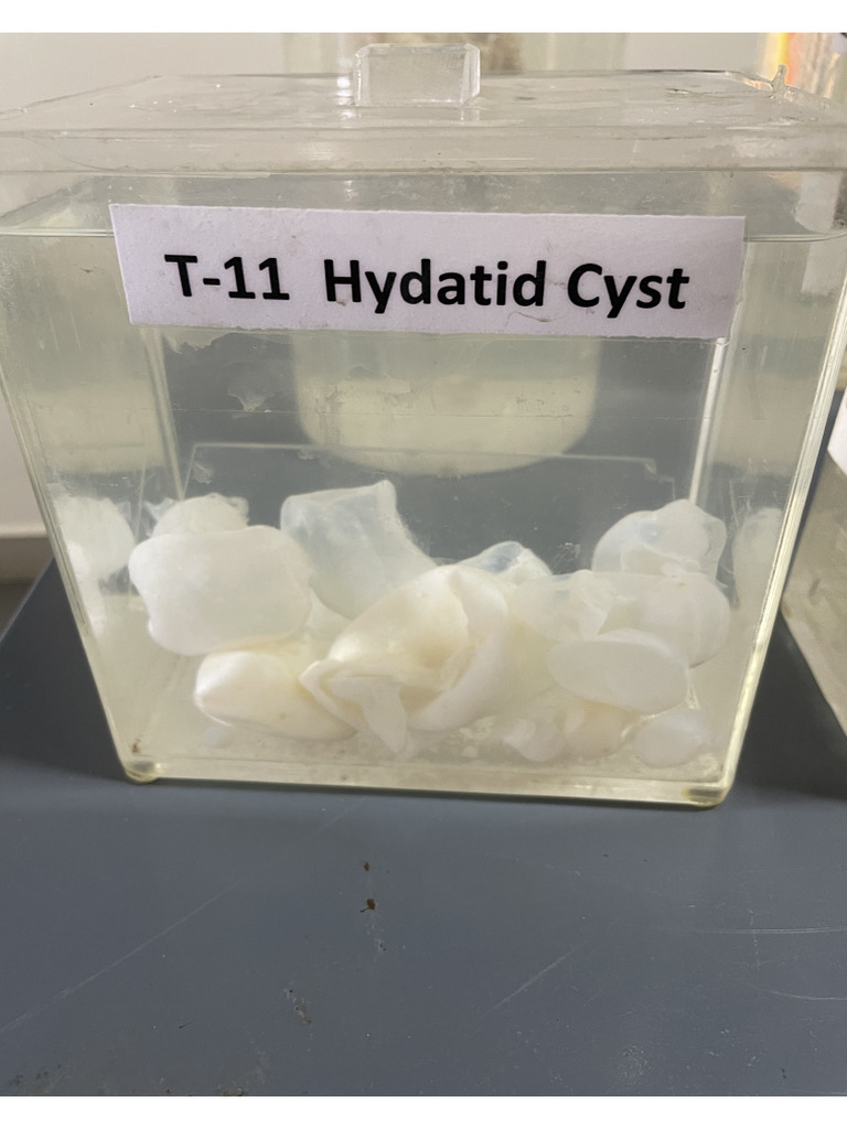 Specimens | PDF