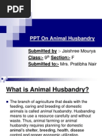 Download PPT on Animal Husbandry by saheb1985 SN97212105 doc pdf