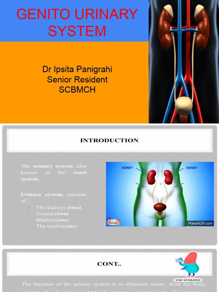Genitourinary System | PDF