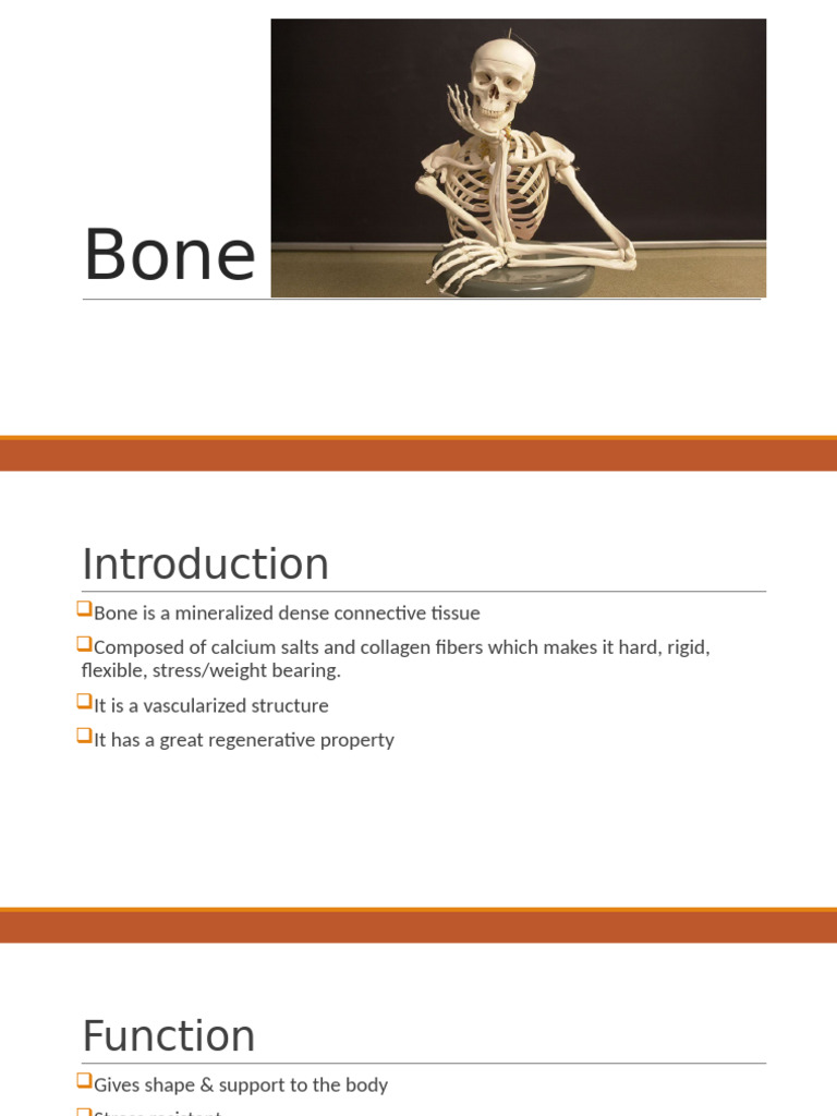 Understanding Bone Structure and Functions | PDF