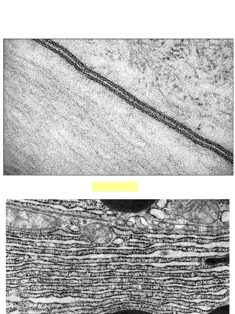 Histological Structures and Stains Overview | PDF