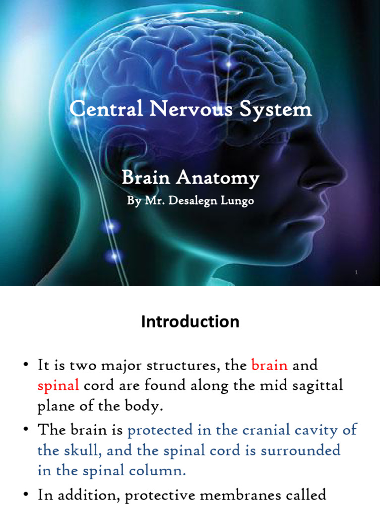 Brain Anatomy | PDF | Cerebrum | Cerebrospinal Fluid