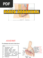 Anatomy of the Anterior Abdominal Wall | PDF | Abdomen | Vein