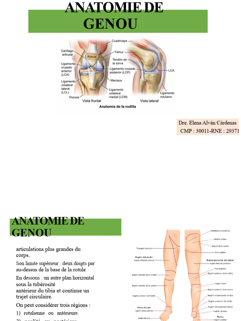 Anatomie du Genou : Structure et Fonction | PDF | Genou | Articulation ...