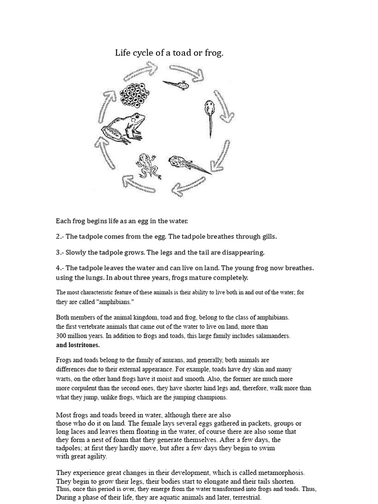 Life Cycle and Differences of Frogs and Toads | PDF | Frog | Amphibian