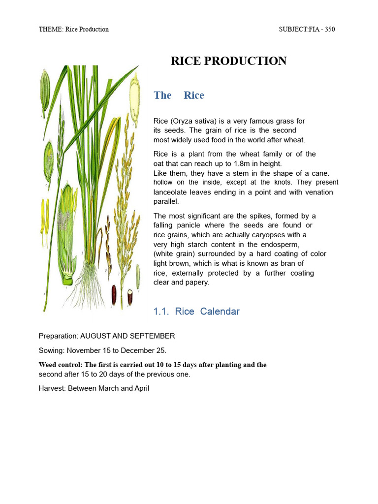 Comprehensive Guide to Rice Production | PDF | Rice | Cereals