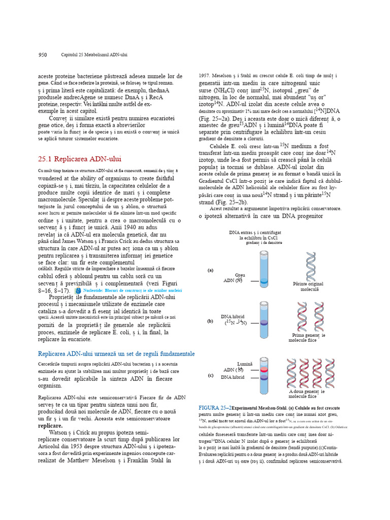 Replicarea ADN-ului Lehninger Biochimie | PDF