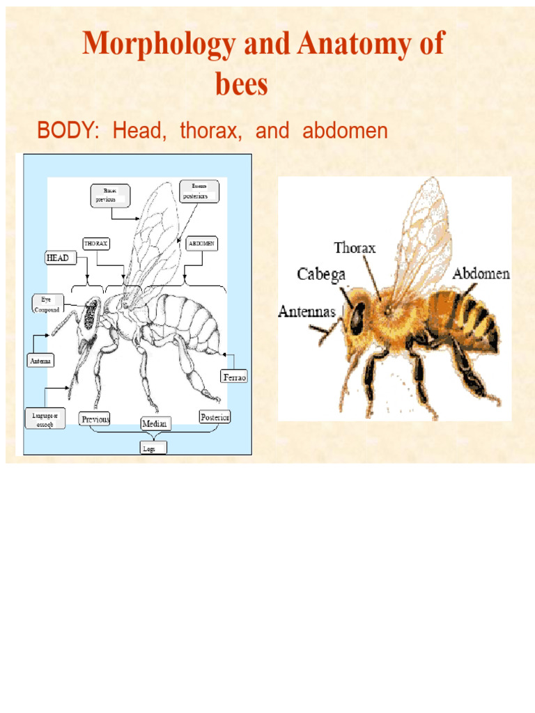 Beekeeping_Lesson 3_Anatomy and Physiology of Bees | PDF | Honey Bee