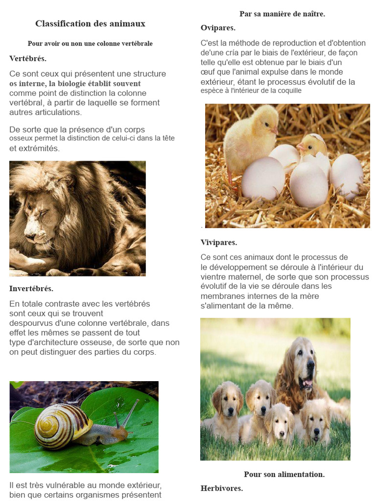Classification des animaux vertébrés et invertébrés | PDF | Reptile ...