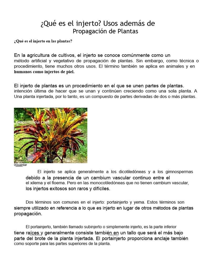 Injerto en Plantas: Usos y Beneficios | PDF | Injerto | Tallo de la planta