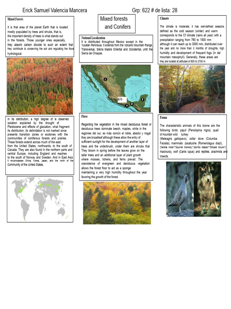 Mixed Forests and Conifers Overview | PDF | Forests | Trees