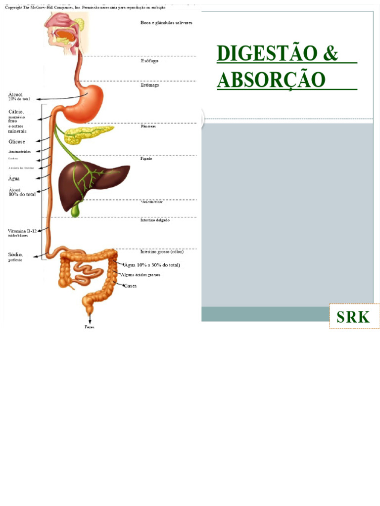 Digest o E Absor o PDF Digest o Trato Gastrointestinal