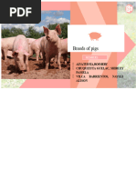 Classifying Swine Breeds for Production | PDF | Pig | Livestock