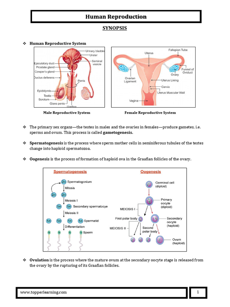 Human Reproductive System Overview | PDF | Menstrual Cycle | Animal ...