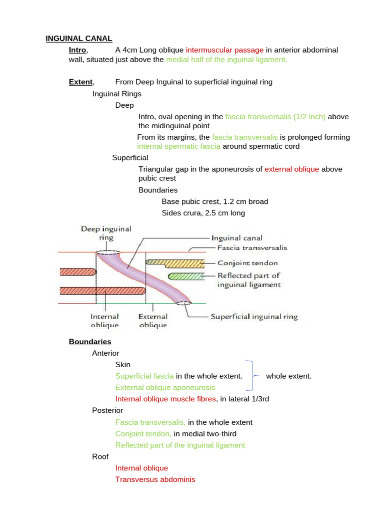 Inguinal Canal Anatomy and Hernias | PDF | Musculoskeletal System