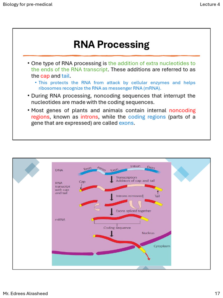 RNA Processing and Translation Overview | PDF | Translation (Biology ...