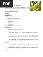Biological Classification of Maize | PDF | Maize | Seed