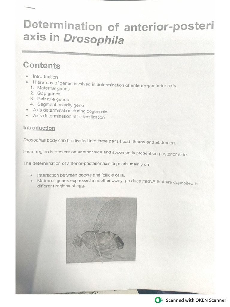 Anterior Posterior Axis Determination in Drosophila | PDF