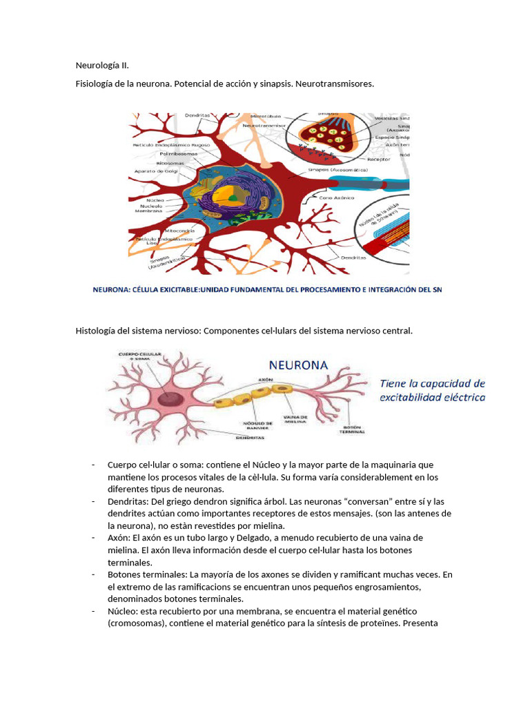 Fisiología Neuronal: Potencial y Sinapsis | PDF | Neurona | Sinapsis