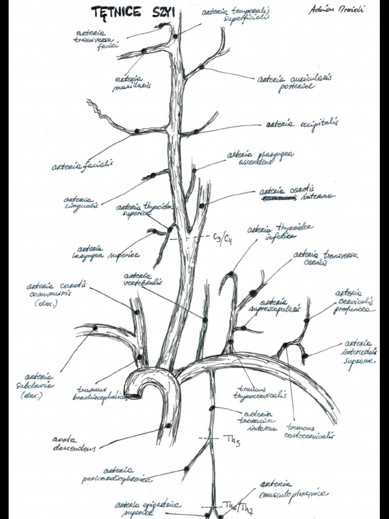Anatomia | PDF