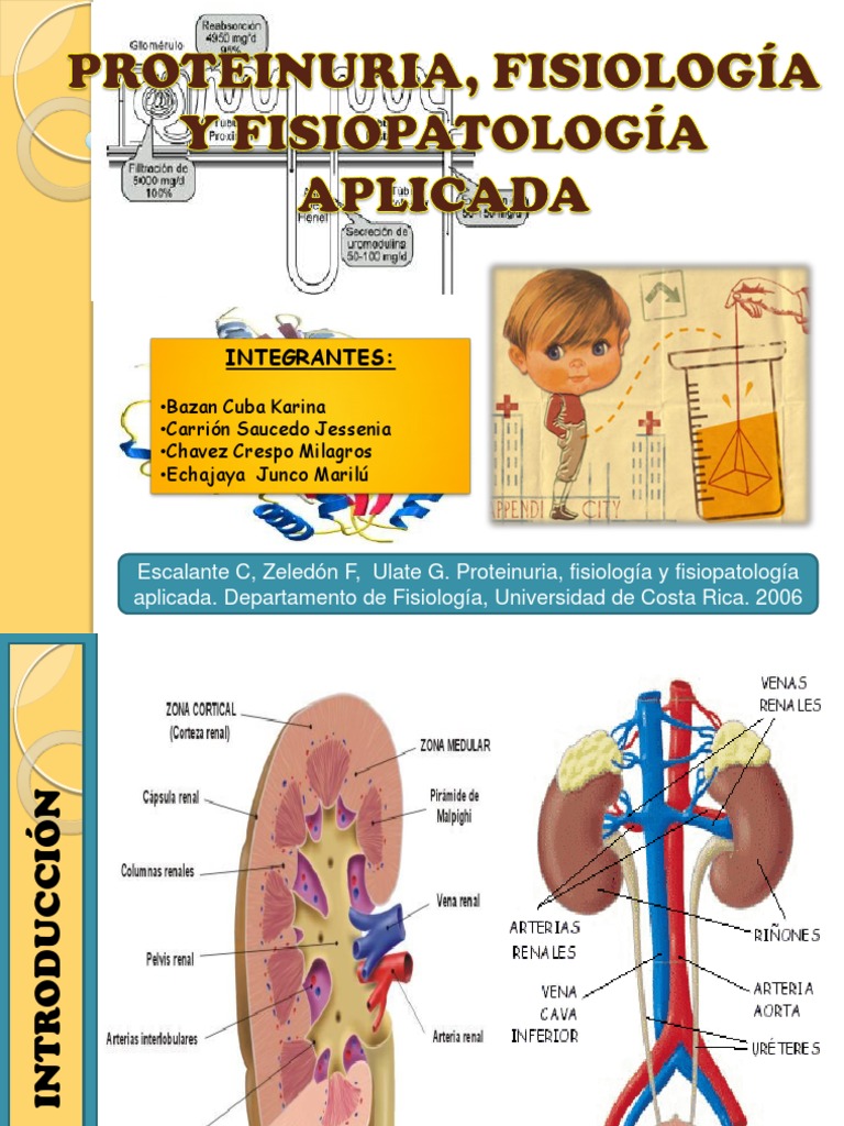 Proteinuria Riñón Enfermedades y trastornos