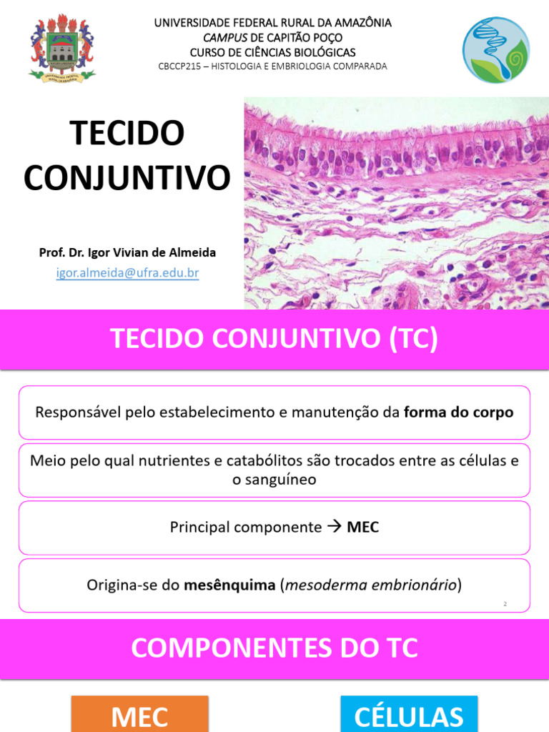 Estrutura e Função do Tecido Conjuntivo | PDF | Colágeno | Tecido ...