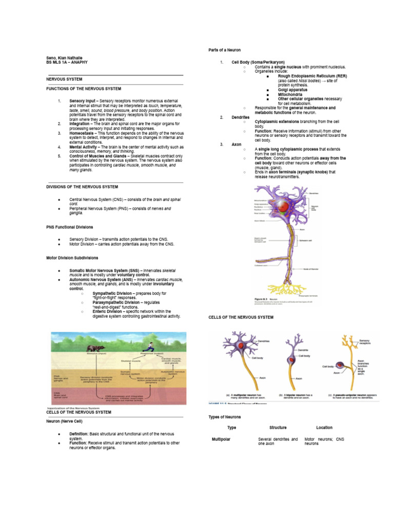 Functions and Divisions of the Nervous System | PDF | Autonomic Nervous ...