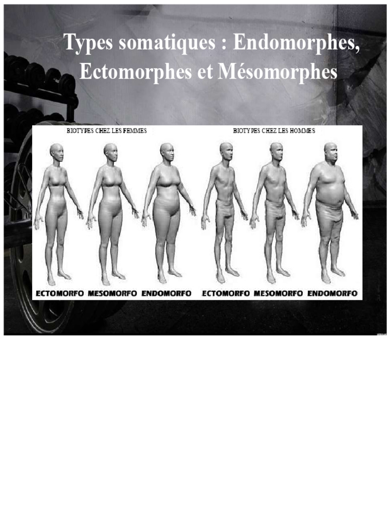 Types somatiques : Endomorphe, Ectomorphe, Mésomorphe | PDF | Muscle ...