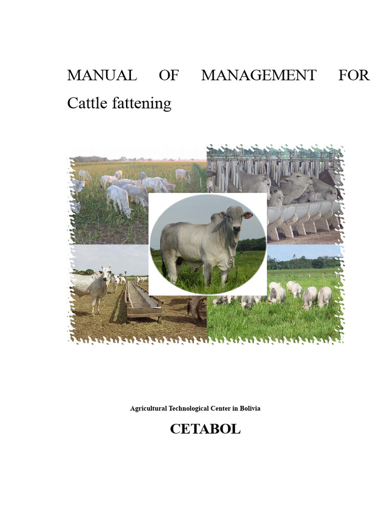 Beef Cattle Fattening Management Manual | PDF | Grazing | Agriculture