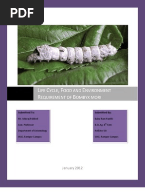Bombyx mori life cycle