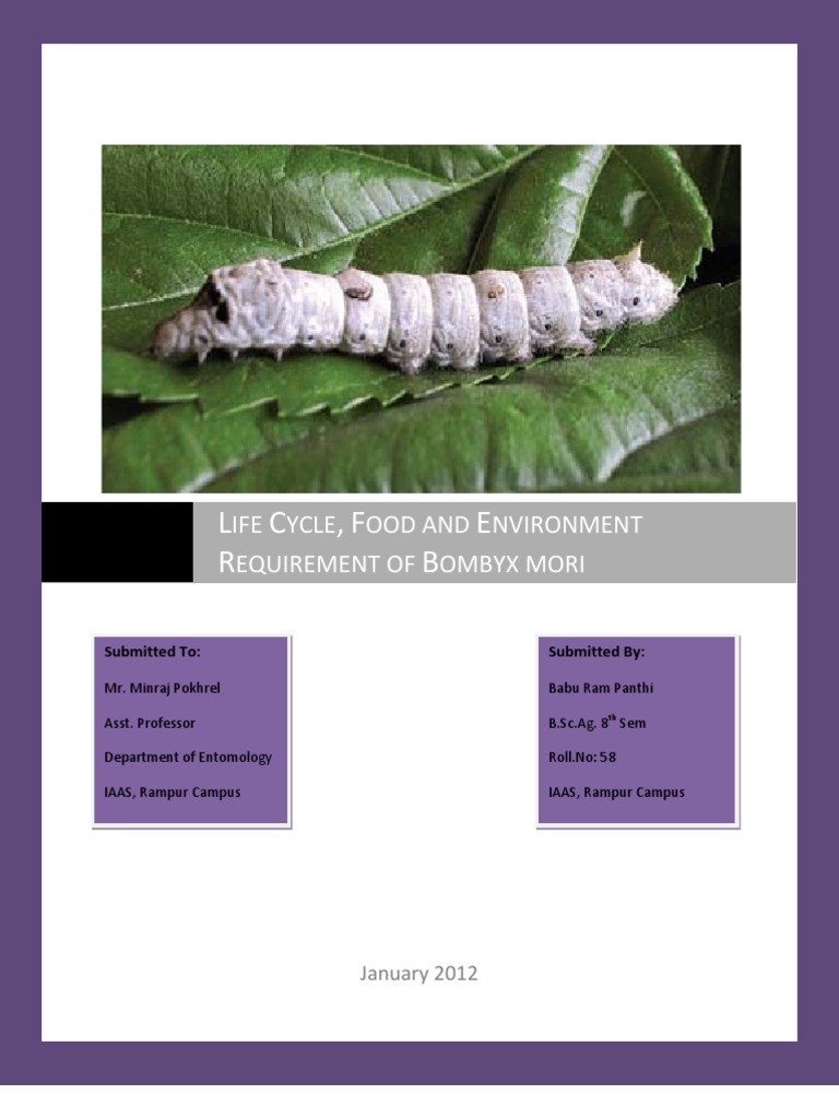 Bombyx Mori Larvae