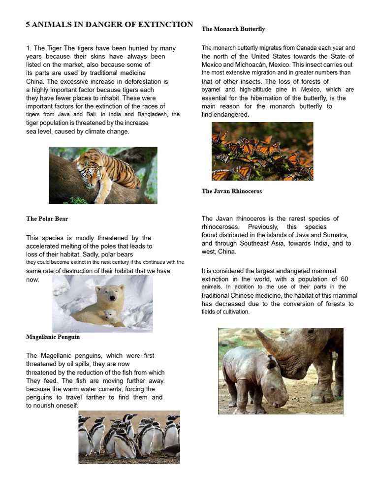 5 Animals in Danger of Extinction | PDF | Tiger | Rhinoceros