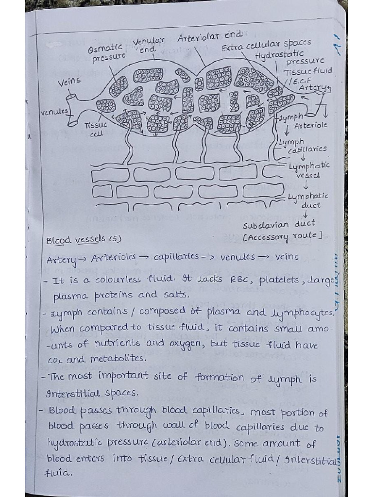 Animal Tissues PDF-3 | PDF