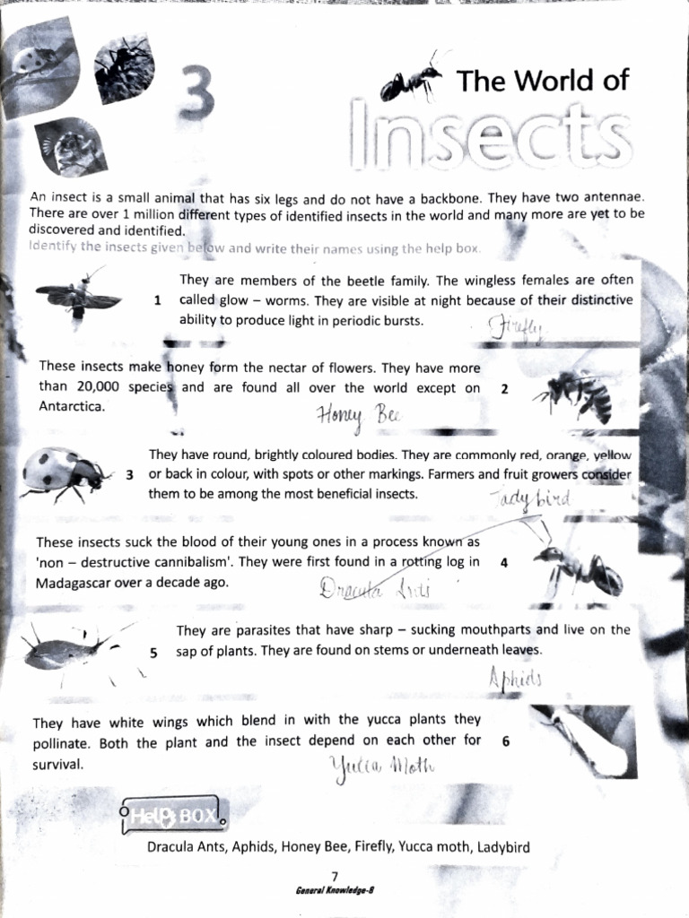 Insect Identification and Facts Guide | PDF