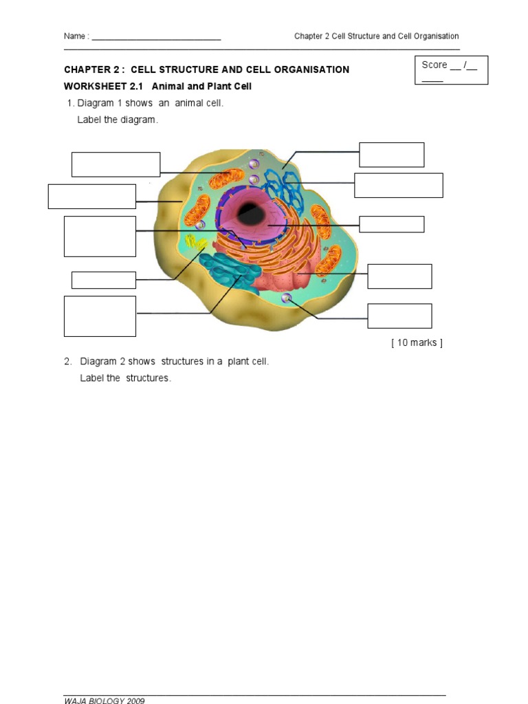 WORKSHEET 2.1 Animal and Plant Cell